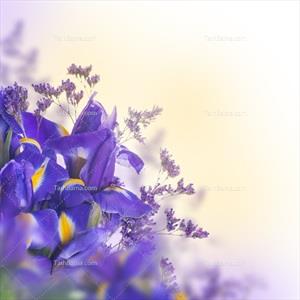 تصویر با کیفیت گل آبی زیبا در زمینه سفید
